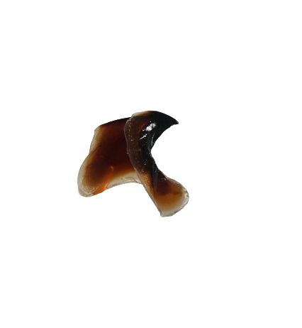 Antarctic squid beak